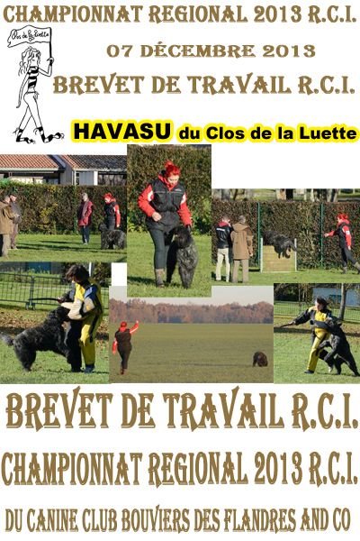 HAVASU &copy; Elevage de bouviers des flandres du Clos de la Luette specialis&eacute; pour le bouvier des flandres Copyrigth depose